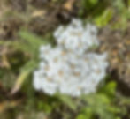Yarrow