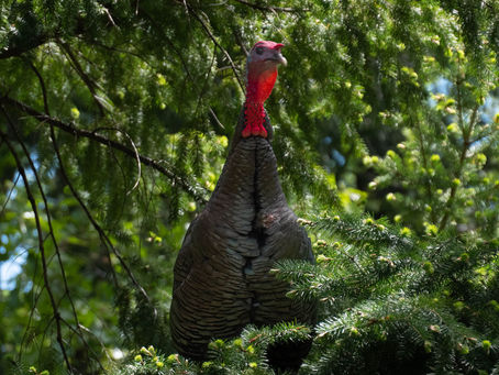 Disappearing Turkeys