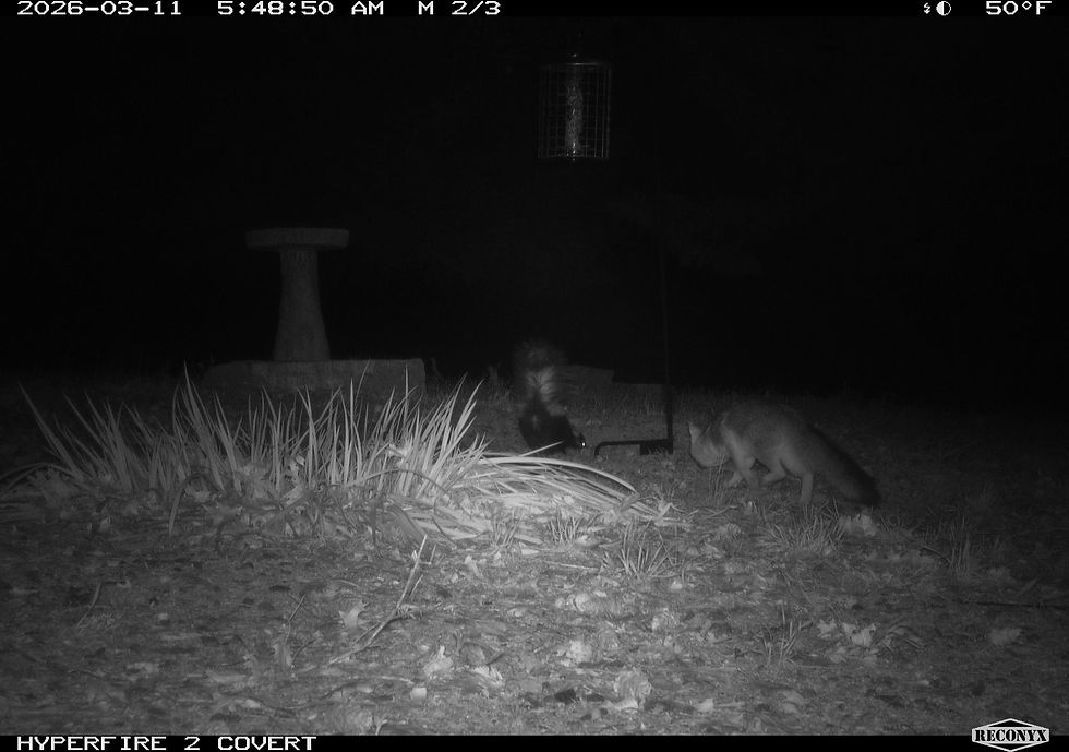 The skunk ignores the fox.