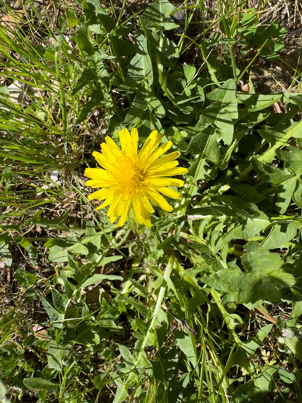Dandelion