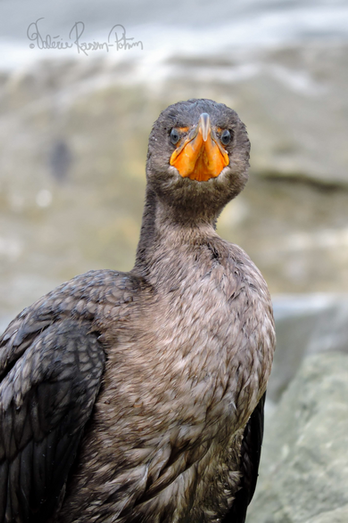 BirdGaspesie_02