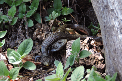 lizards - 01