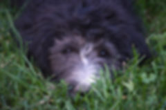 green collar in grass.jpeg