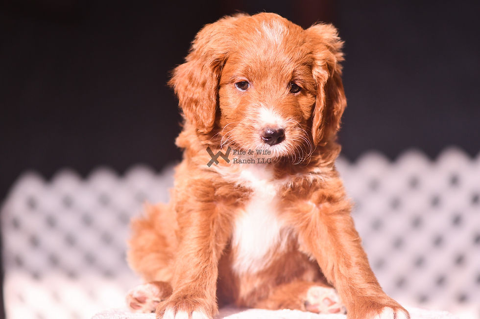 turquoise6wks