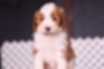 black6wks