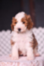 black6wks