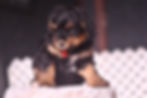 red6wks
