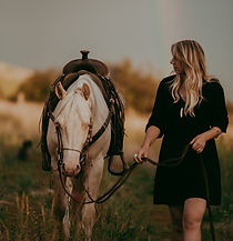 shiresport horse half drafts quarter horse shire stallion 
