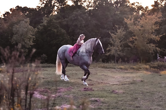 silver stallion