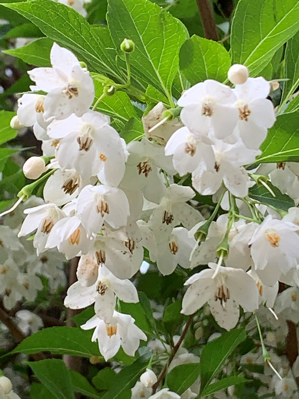 エゴノキ Styrax Japonicus エゴノキ Styrax Japonicus
