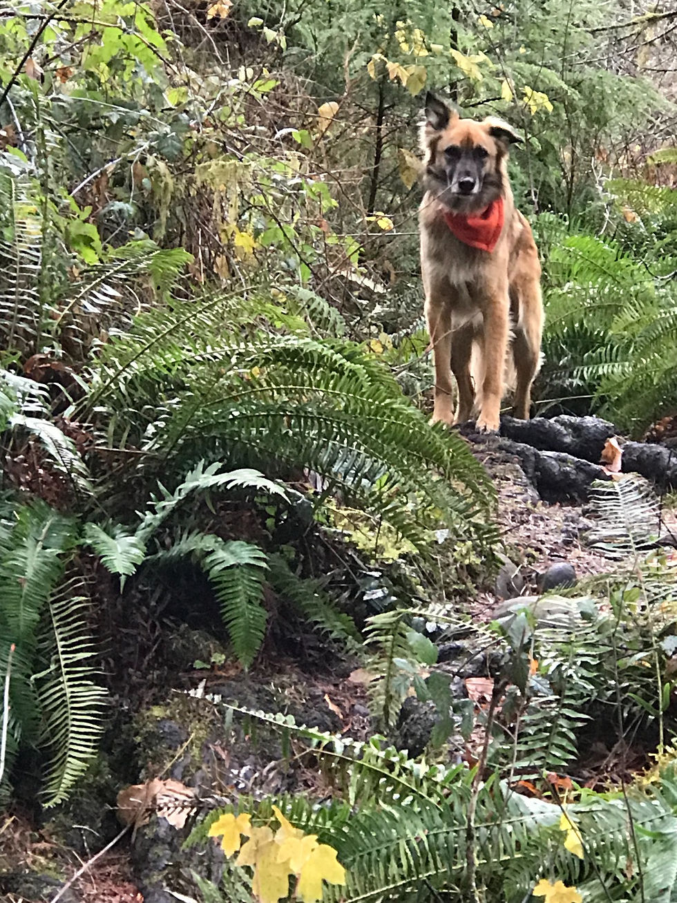 Navi on his final hike in the National Forest