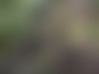 Color photo of a man hiking in a forest and walking on roots