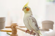 cockatiels-as-pets-1236728-hero-78cbdaa2b96343a7bd3c11d4117fb931.jpg