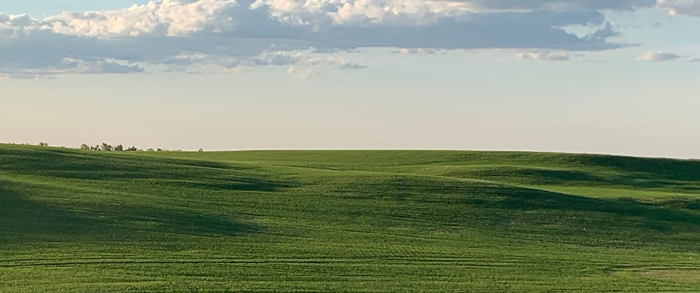 fieldofgreenwithslew_edited.jpg