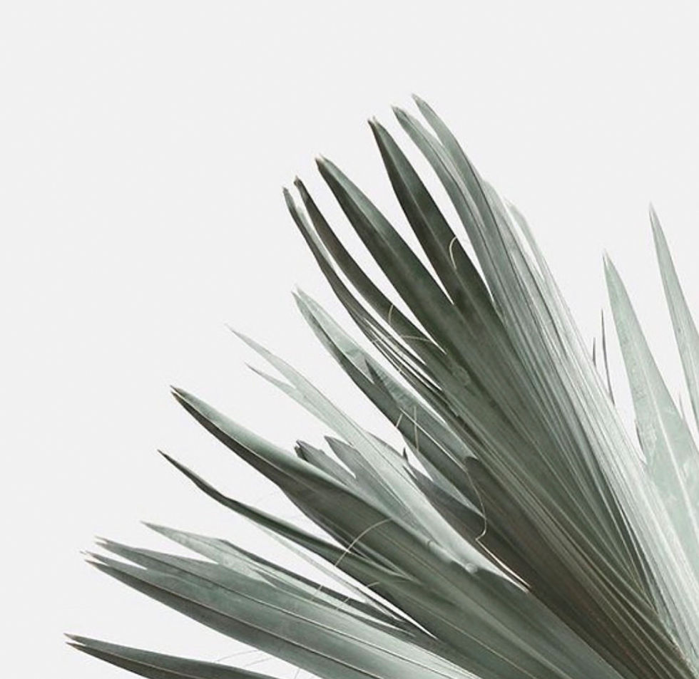 Minimalist photo of an indoor plant
