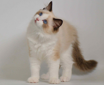 08962df2-25f0-4b04-8596-d76a597b571f_edi