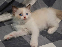 4ca9f14a-6450-499f-be2a-875242eefc48.jfif