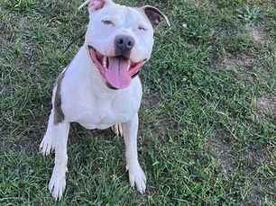 Dog Of The Week Spotlight June 5th - Asher