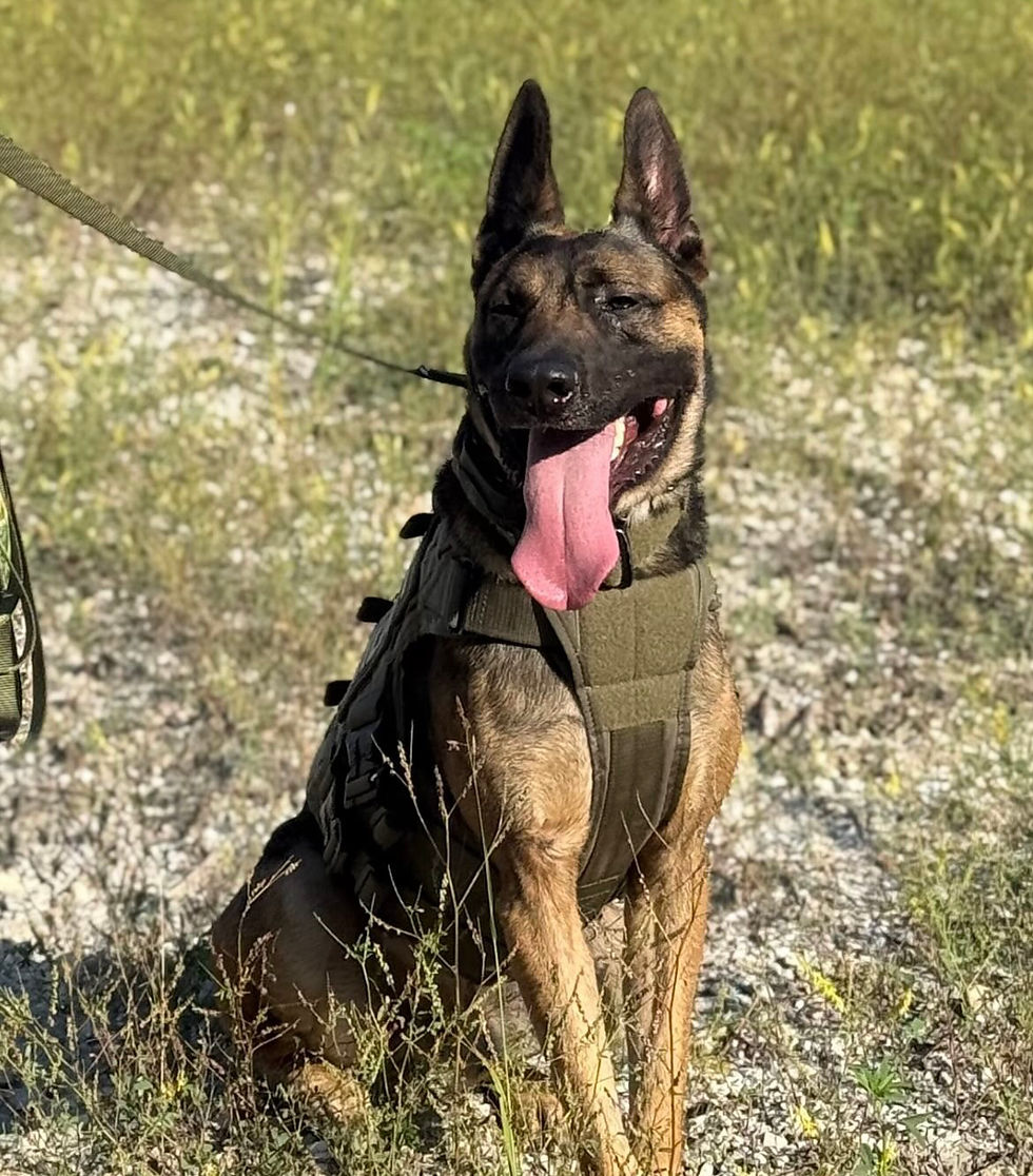 Dog Of The Week Spotlight June 19th - K9 Mako