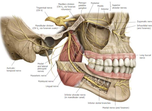crania face implante zigomatico