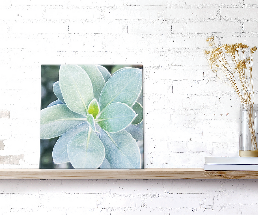 Thumbnail: Silver Buttonwood, Wall Decor, Canvas Wrap Print