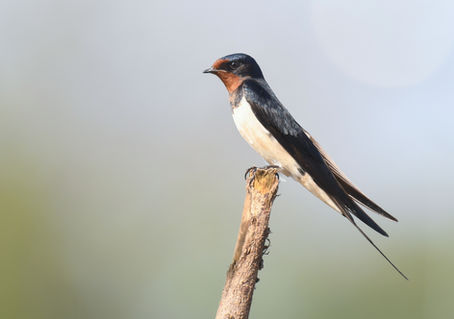 Connecting to Swallows