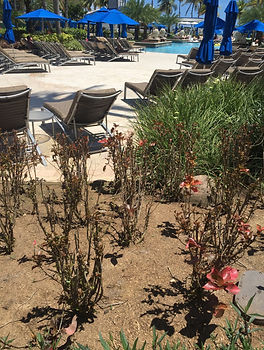 Fumigacion Areas Verdes 1