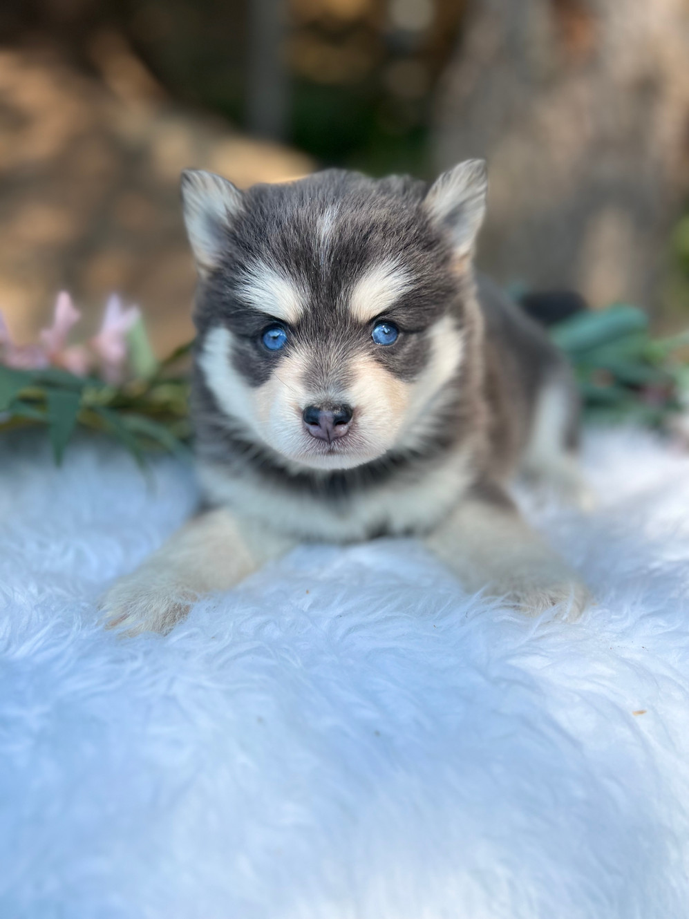 Bailey pomskies new arrivals