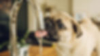 dog drinking water.jpg