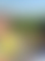 Stranded Vineyard Family Finds Kindness In East Falmouth Hotel By Alice Tan