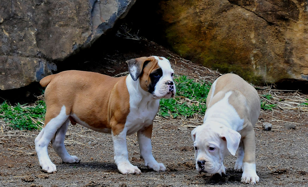 filhote buldog campeiro Cabanha parque gaúcho.JPG