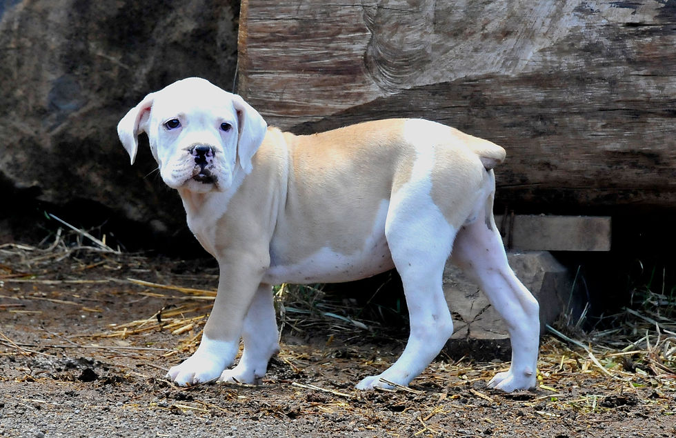 filhote buldog campeiro cabanha parque gaúcho (2).JPG
