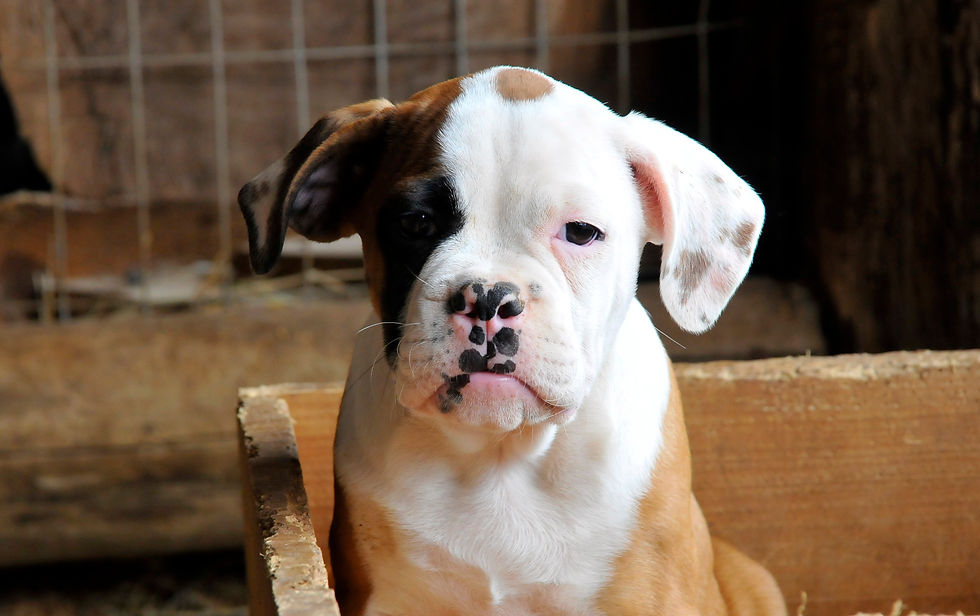 filhote buldogue campeiro