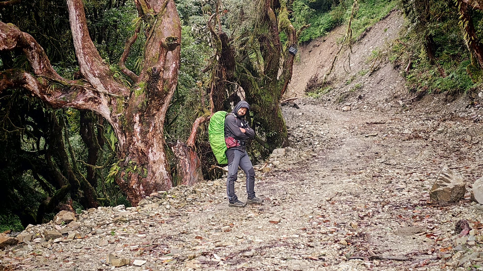 往果瑞巴尼 Ghorepani 的路段