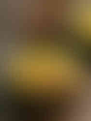 Singapore - Singapore Prawn Laksa Noodle