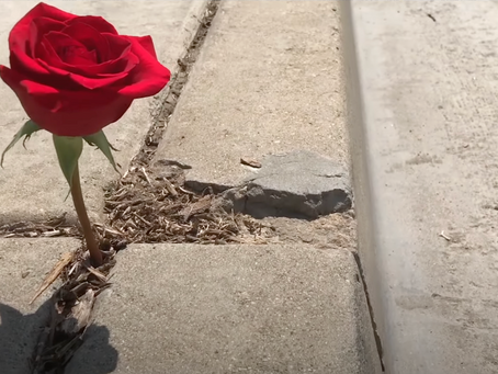 The Rose That Grew from Concrete