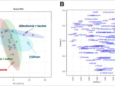 大脳虚血マウスモデルによる認知障害のメタボローム解析/Metabolomics for Cognitive Dysfunction