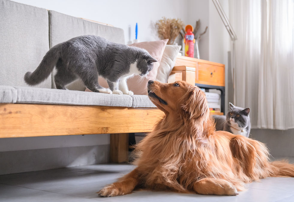 Pets in apartments - what's changed and how to get approval