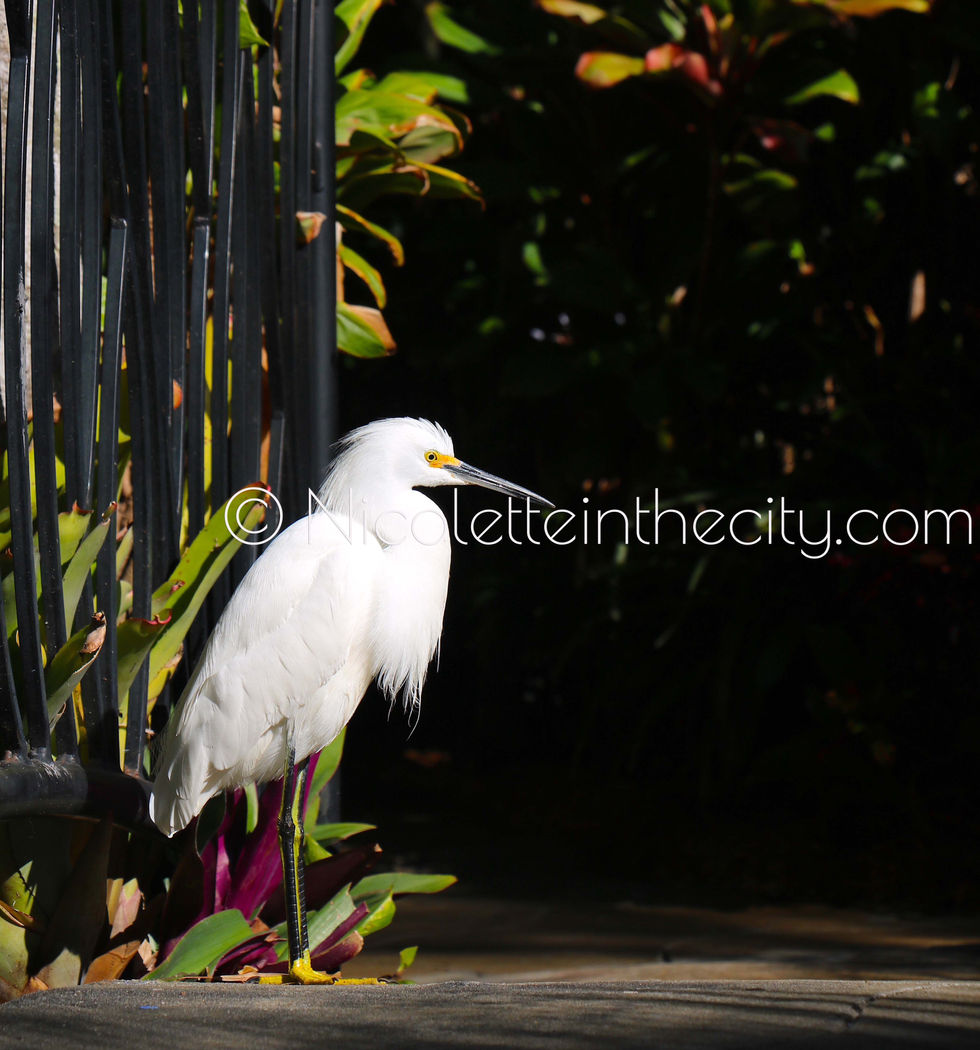 Snowy Egret