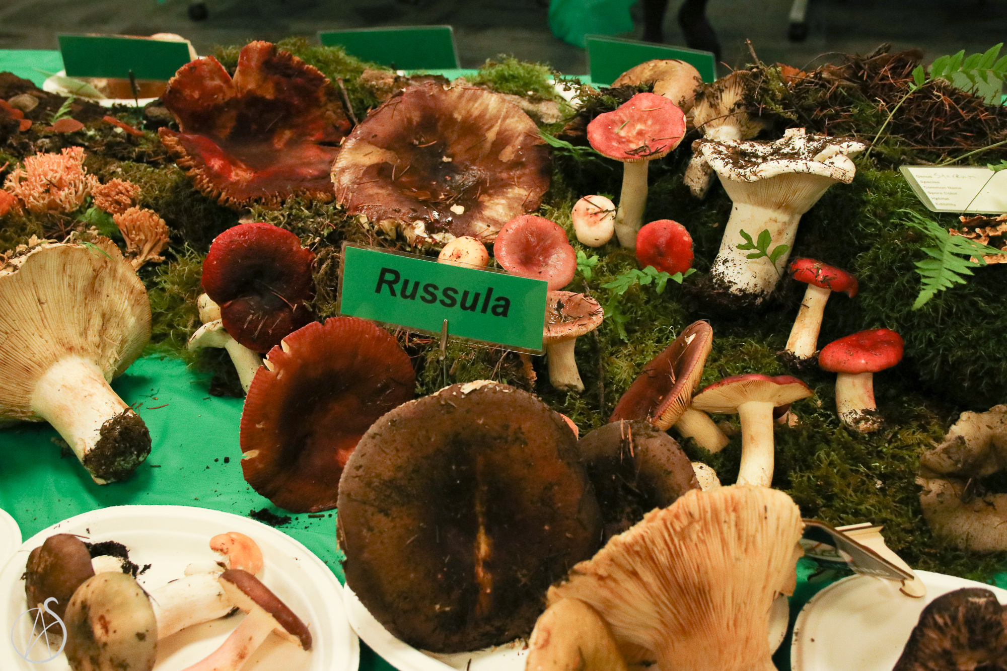 Events Willamette Valley Mushroom Society