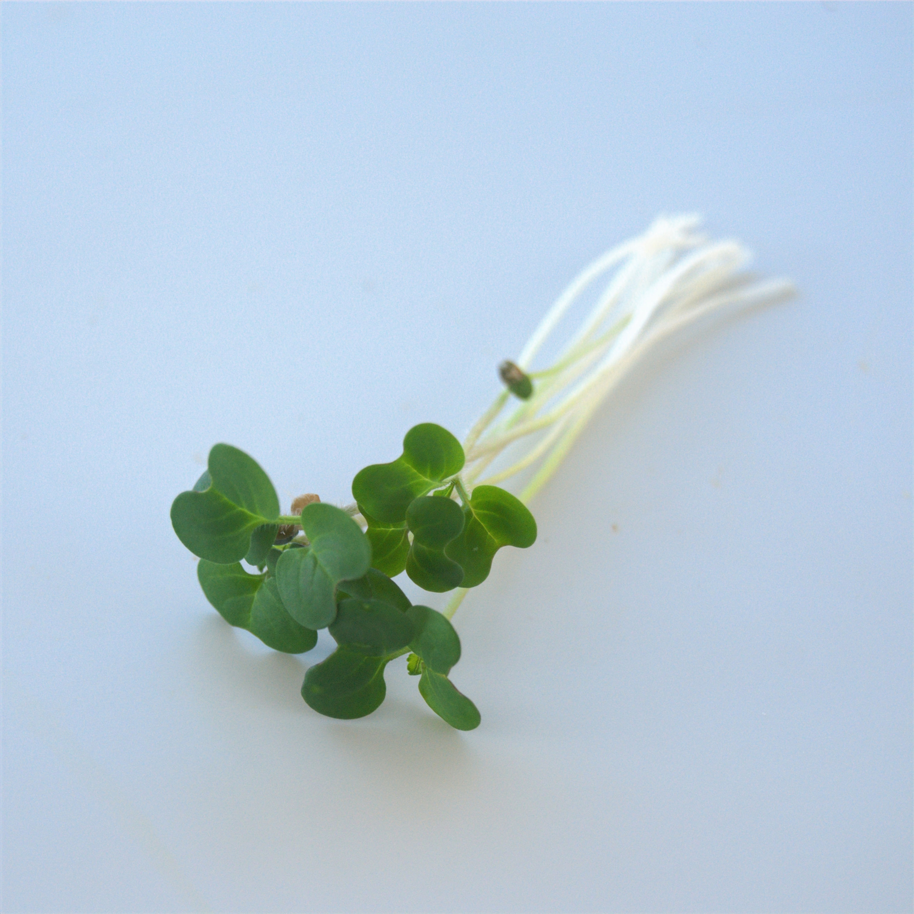 Mustard White Microgreen