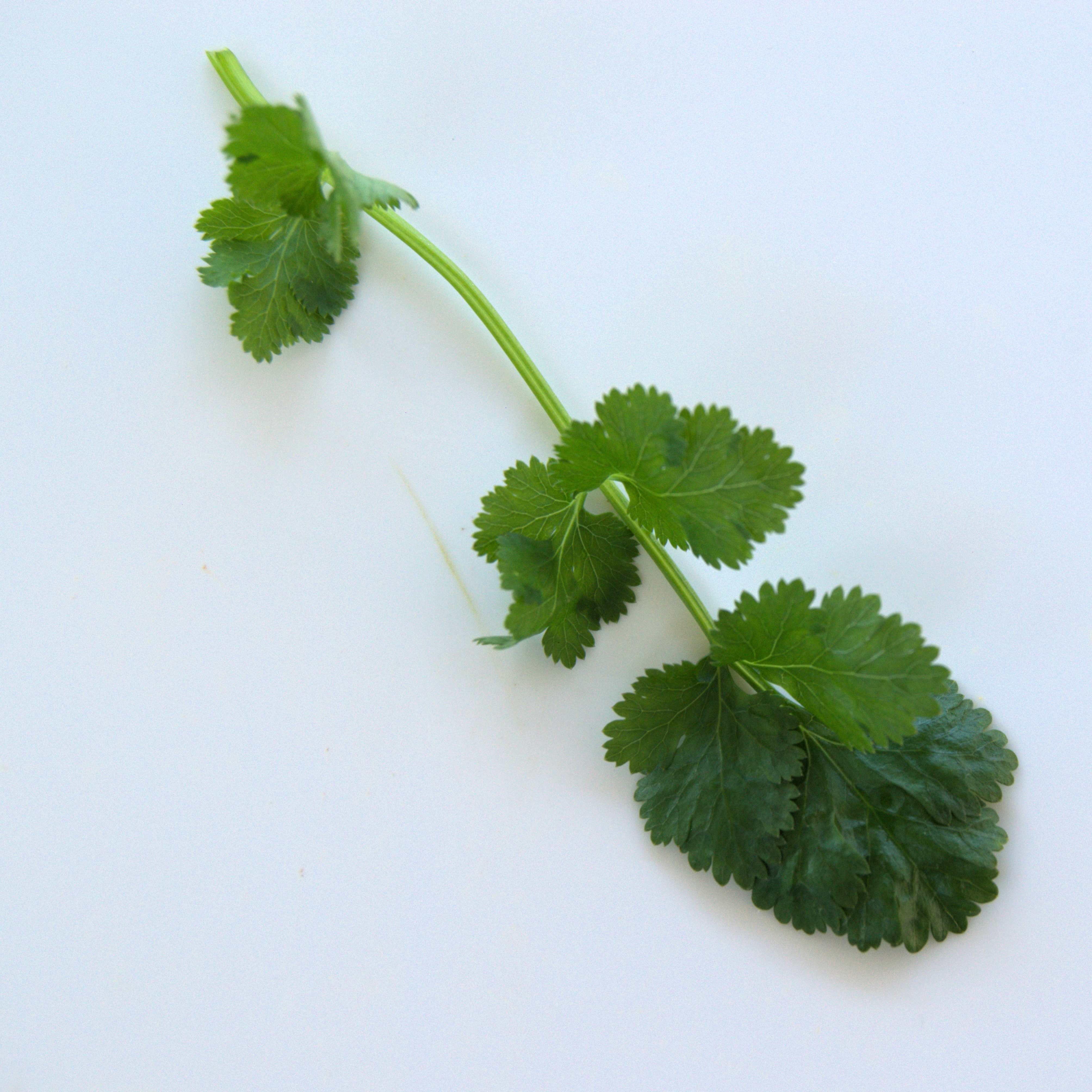 Coriander