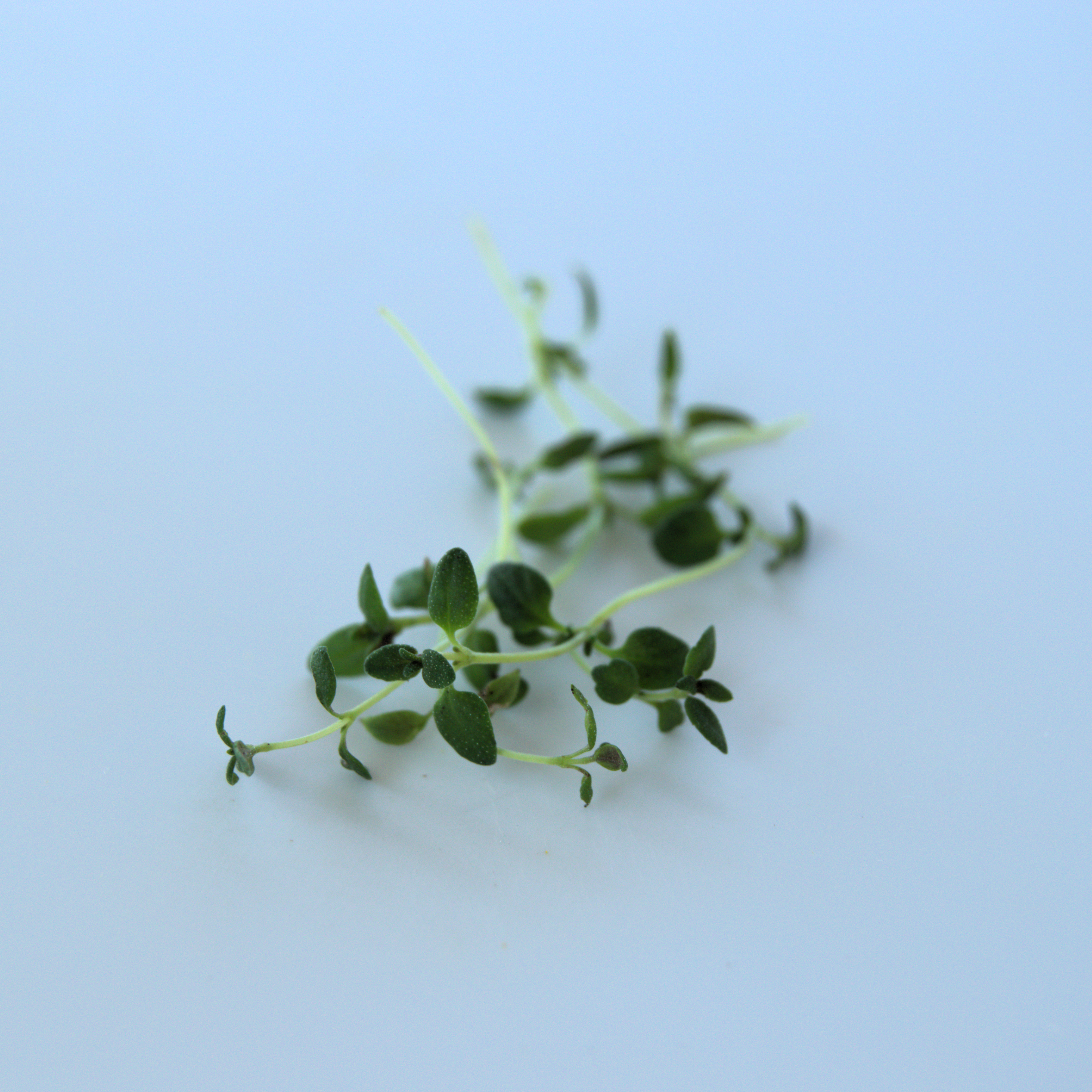Thyme