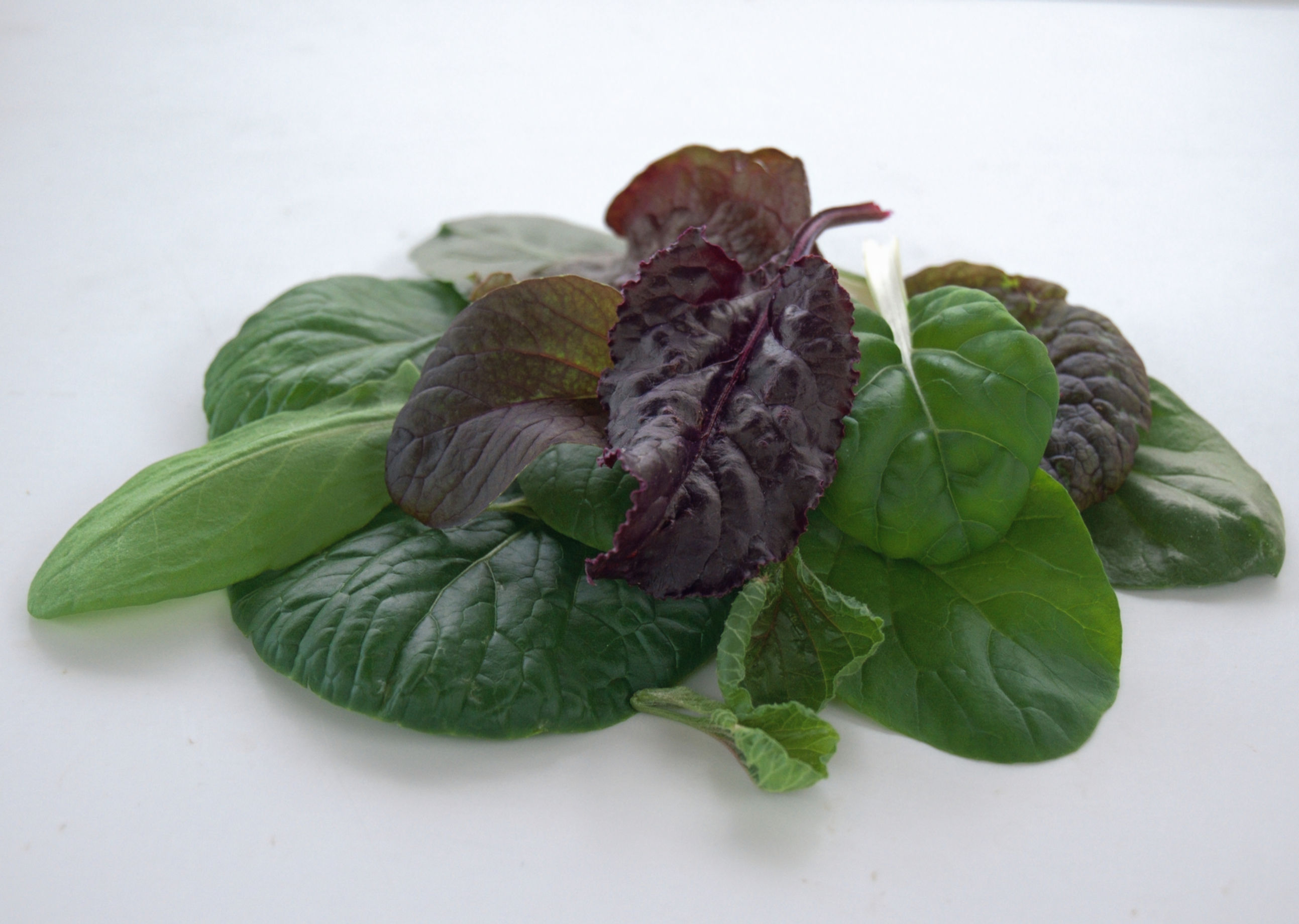 Baby Salad Leaf Mix