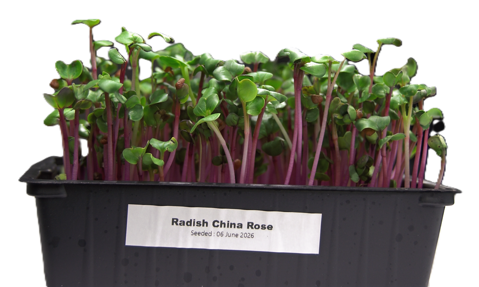 radish