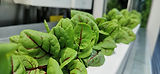 Sorrel
