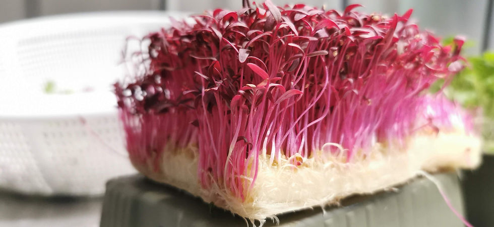 amaranth