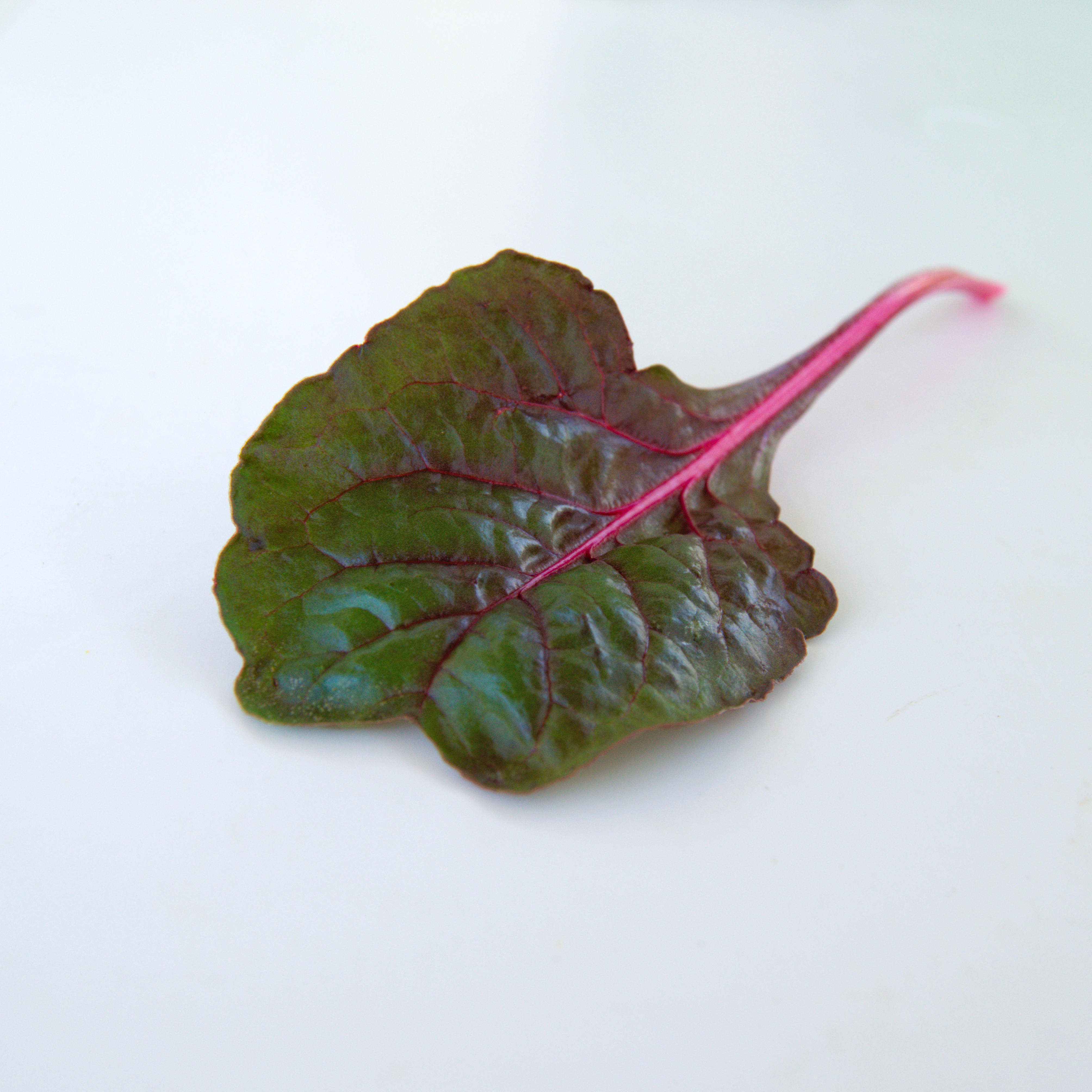 Swiss Chard Red