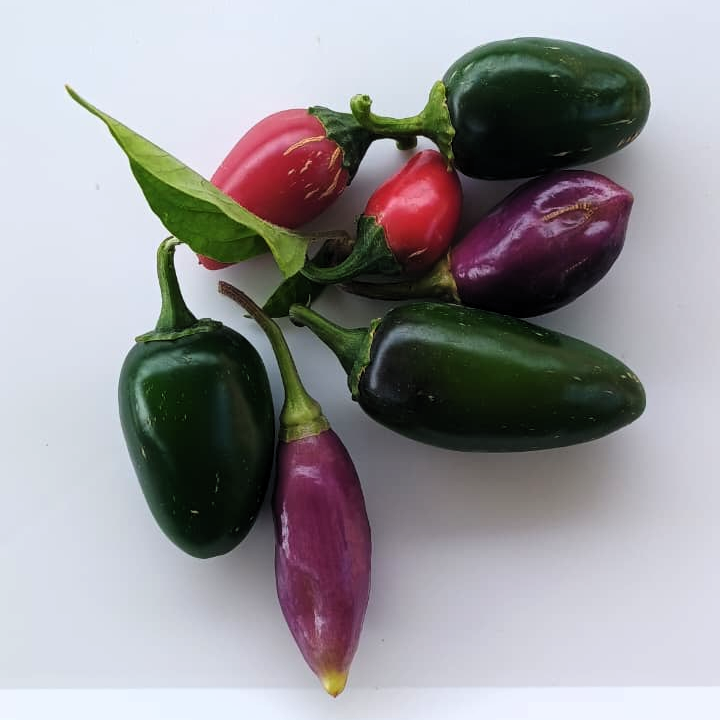 Jalepeno Chilli Peppers