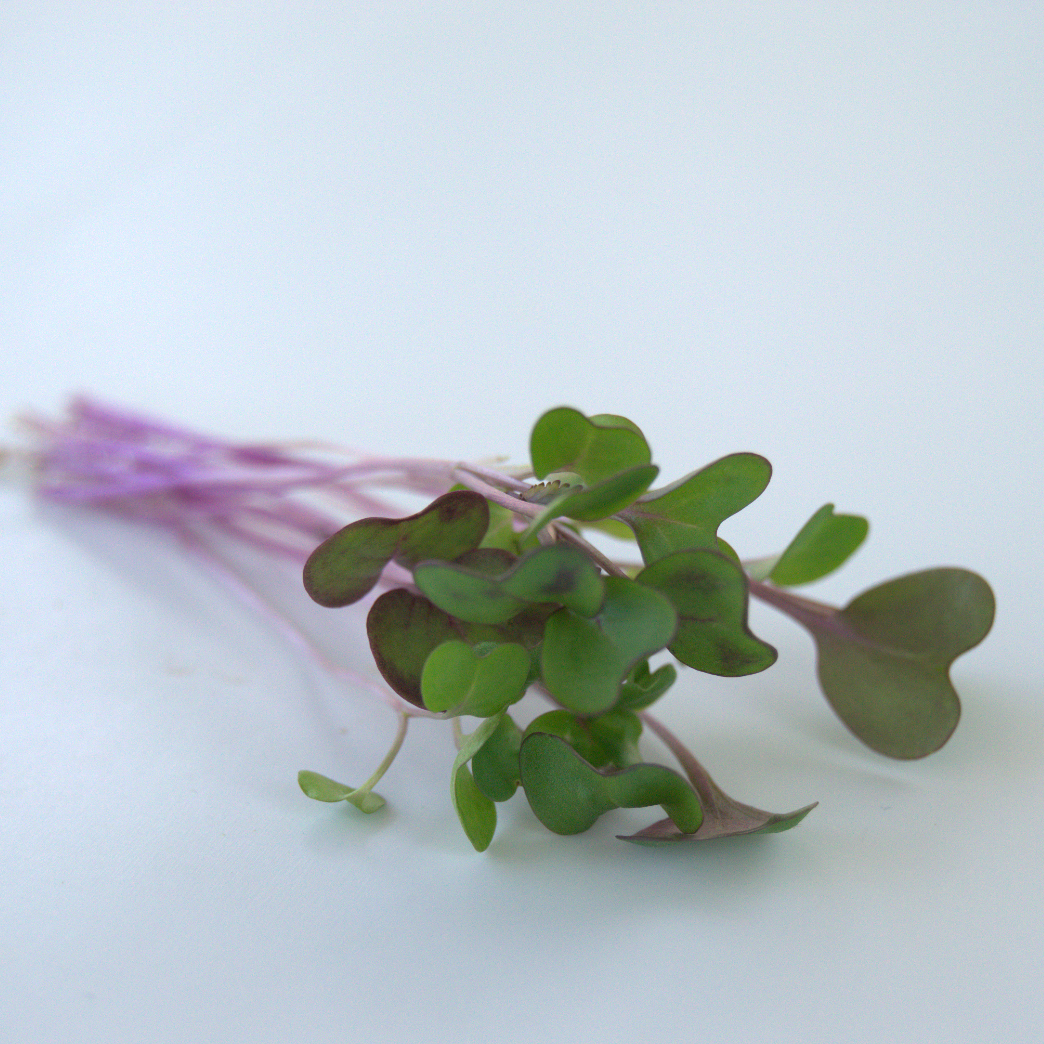 Kohlrabi Red Microgreen